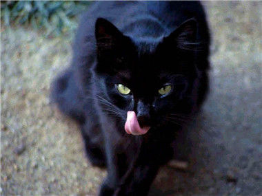 为什么黑猫象征厄运？