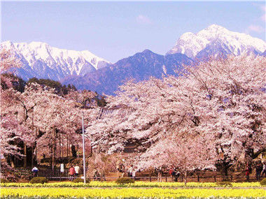 樱花前线之旅：从冲绳到北海道