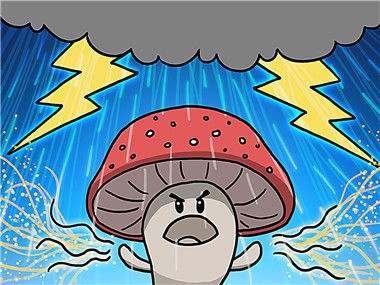 蘑菇影响雨水