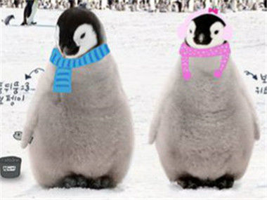 小企鹅南极历险记