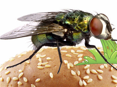 苍蝇落在食物上会发生什么 