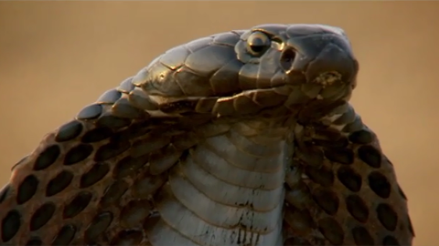 BBC：印度最致命的蛇