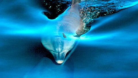 海洋哺乳动物的奇妙声音