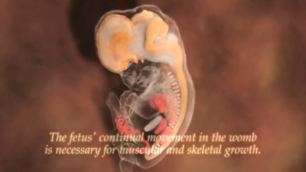 可视化记录婴儿受孕到出生
